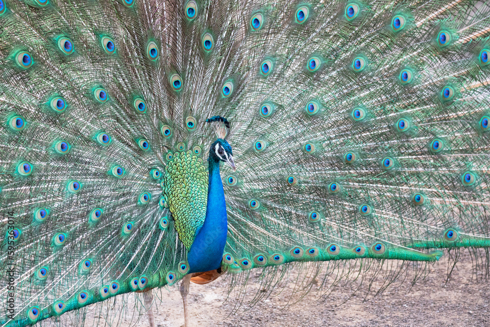 Naklejka premium A male peach shows it's beautiful plumage during a mating dance.