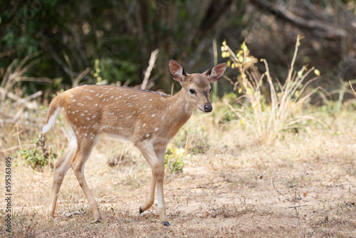 A cute spotted deer doe looks timidly at the camera.