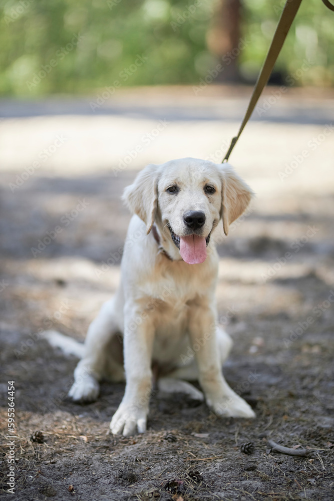 A golden retriever with a pink tongue sticking out. golden retriever stuck out his tongue. a golden retriever with a pink tongue lay in the park. A golden retriever A golden retriever with a pink tongue sticking out. golden retriever stuck out his tongue. a golden retriever with a pink tongue lay in the park. A golden retriever
