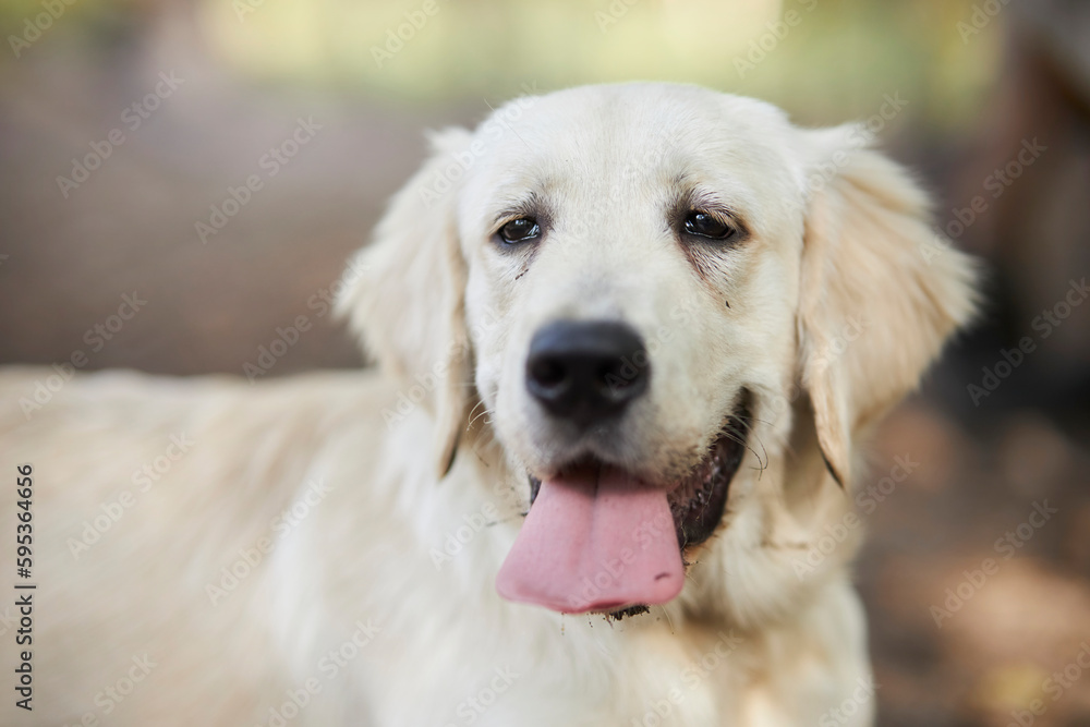 portrait of a golden retriever with a pink tongue sticking out. golden retriever stuck out his tongue. a golden retriever with a pink tongue lay in the park. A golden retriever close up portrait portrait of a golden retriever with a pink tongue sticking out. golden retriever stuck out his tongue. a golden retriever with a pink tongue lay in the park. A golden retriever close up portrait