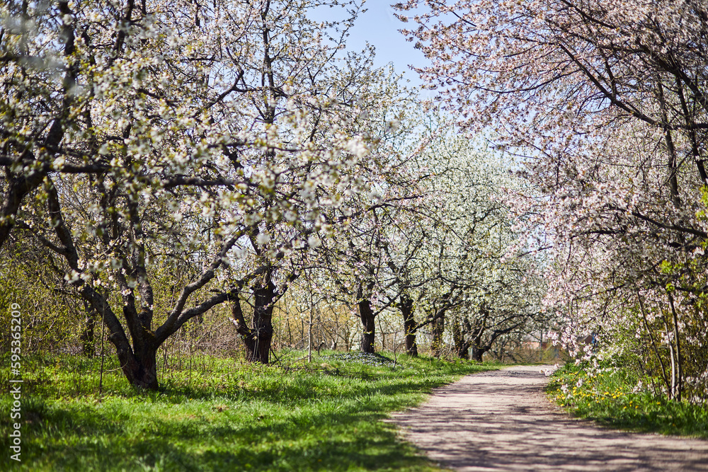 Apple garden with blossom apple trees. Beautiful Countryside spring landscape