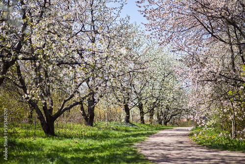 Apple garden with blossom apple trees. Beautiful Countryside spring landscape
