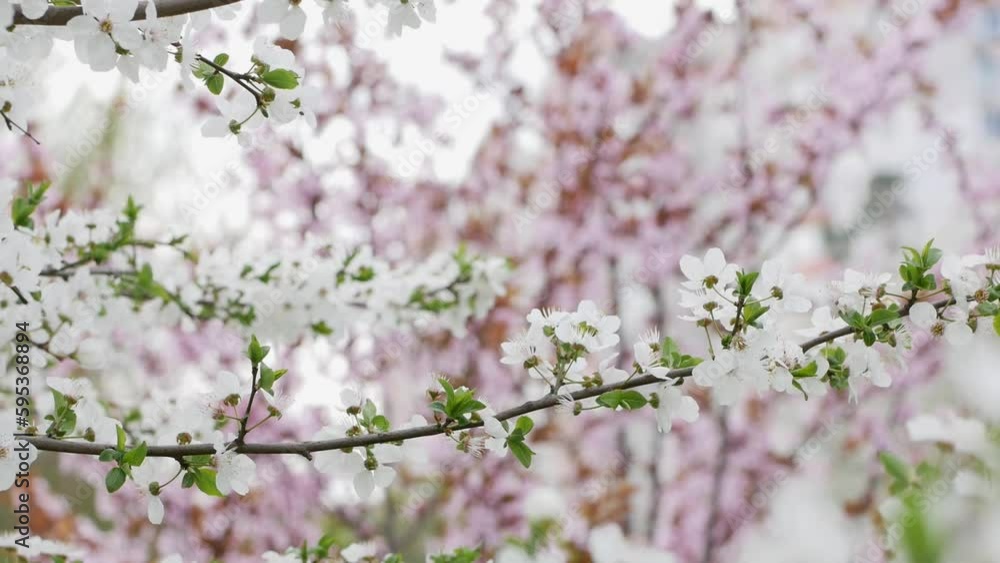 White sakura trees cherry blossoms in pink color, green trees on background. Overall plan White sakura trees cherry blossoms in pink color, green trees on background. Overall plan