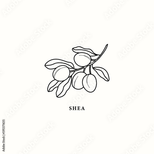 Line art shea branch illustration