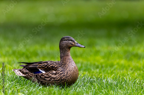 Female Mallard duck "Anas platyrhynchos" sitting on green grass in park. Side view of bird showing purple blue wing feathers. Dublin, Ireland