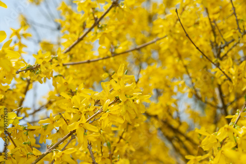 close up of Forsythia shrub in early spring with yellow flowers © eugen