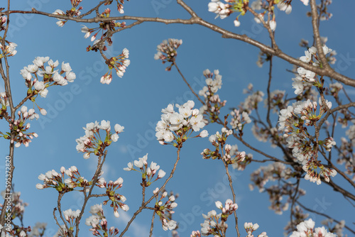 cherry blossoms and skhy photo