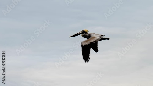 A beautiful brown pelican bird flying in slow motion, with cloudy sky in background.