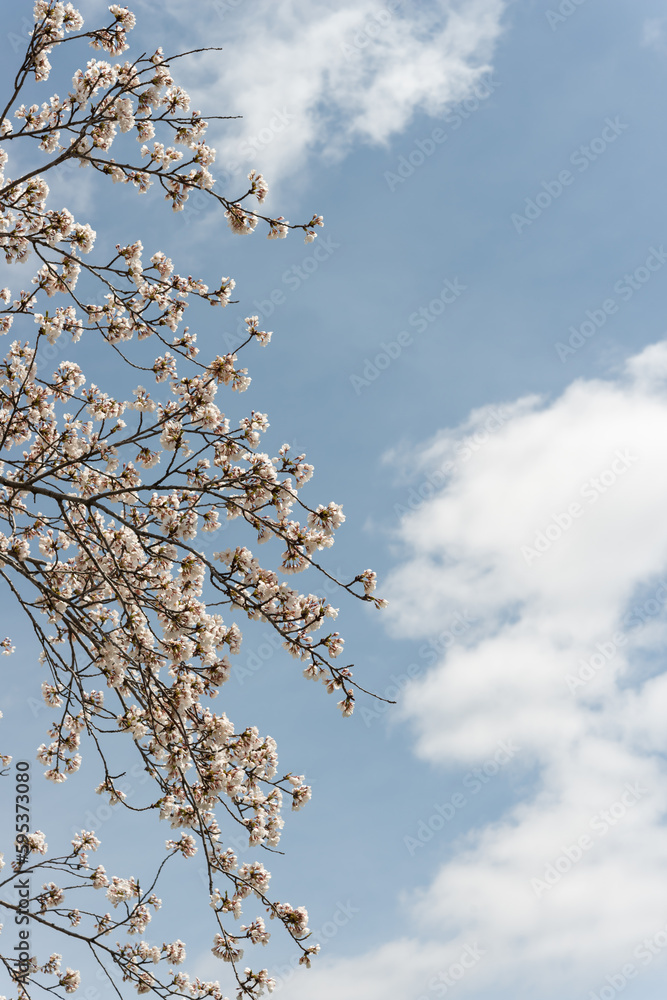 cherry blossom branches on a blue sky with clouds cherry blossom branches on a blue sky with clouds