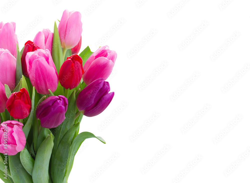 bouquet of pink and purple tulip flowers bouquet of pink and purple tulip flowers
