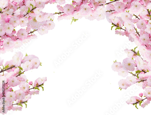 cherry blossom © neirfy