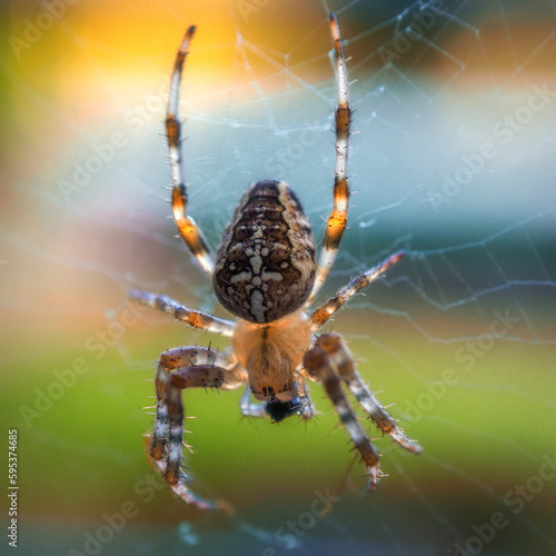 Kreuzspinne