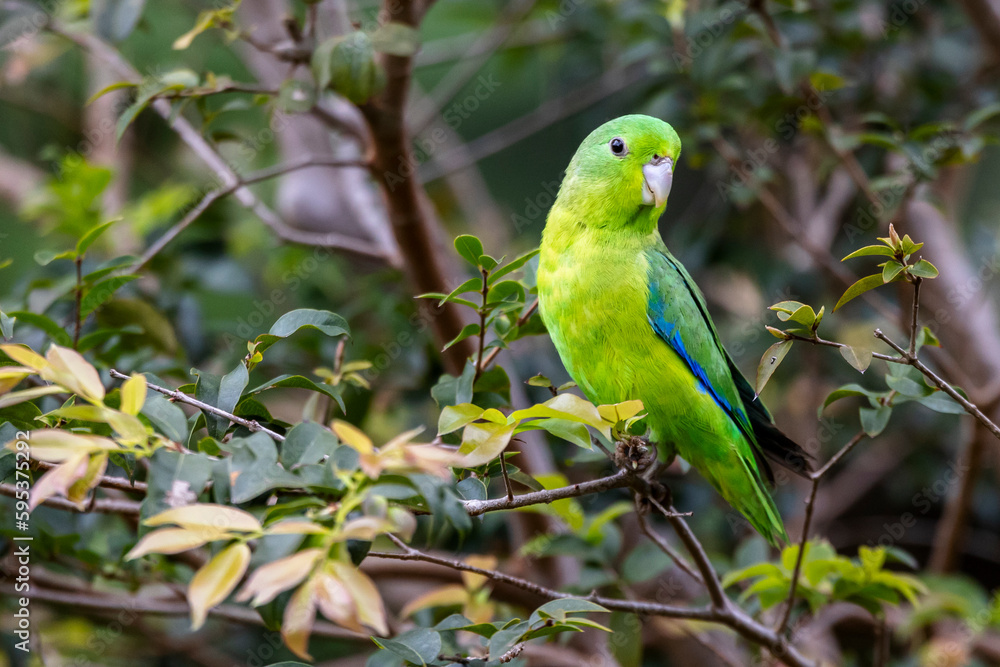 A Blue-winged Parrotlet also know as Tuim perched on branch. Species Forpus xanthopterygius. Animal world. Bird lover. Birdwatching. Birding. The smallest parrot in Brazil.