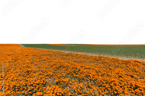 California poppy wildflower...