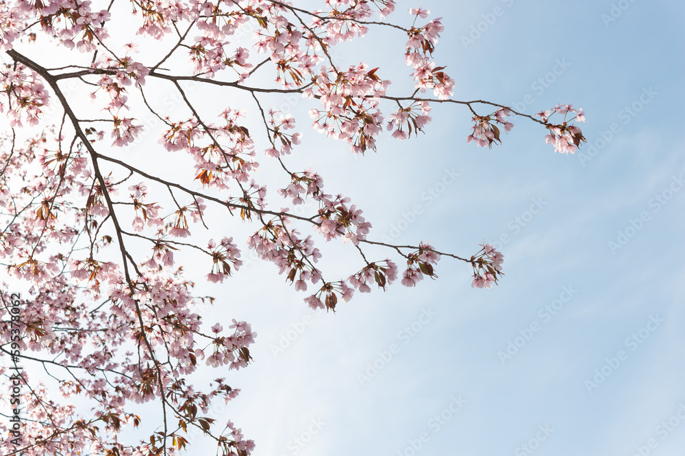 tree branches with pink flowers in springtime tree branches with pink flowers in springtime