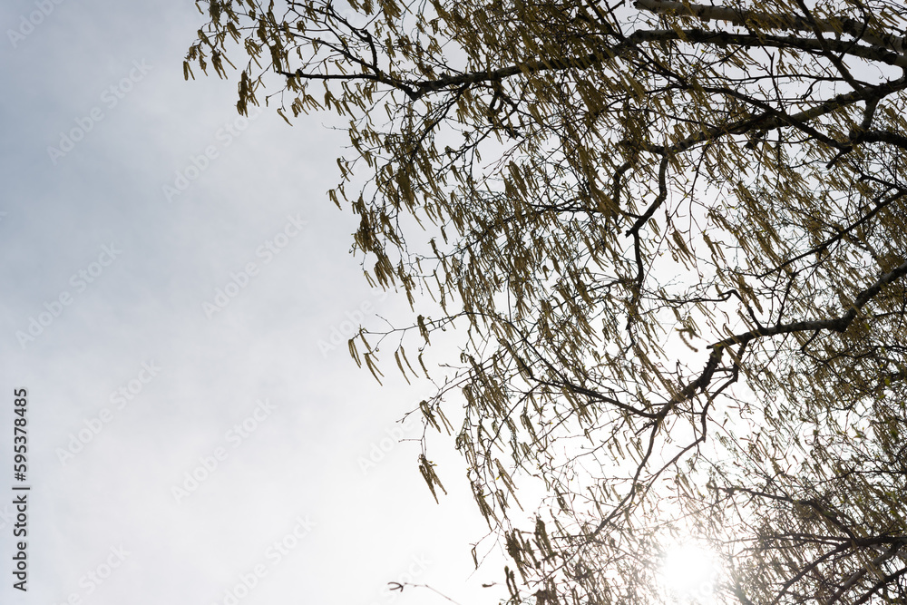 Obraz premium birch tree catkins and sky
