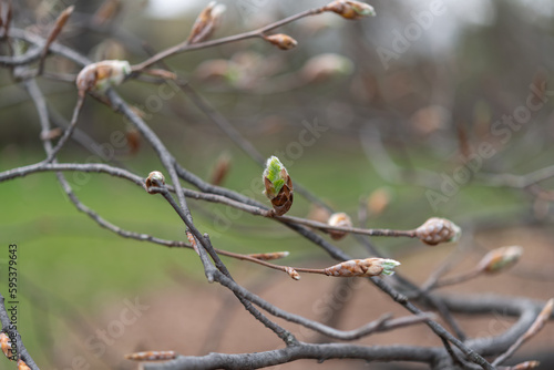 leaf buds on a beech tree