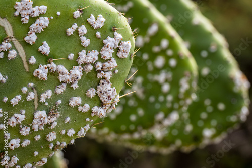 Waxy white clusters of Cochineal insects nymphs, a scale insect which produces carmine dye used as red colorant in food and cosmetics, highlighting the process of harvesting blood-like carminic acid.