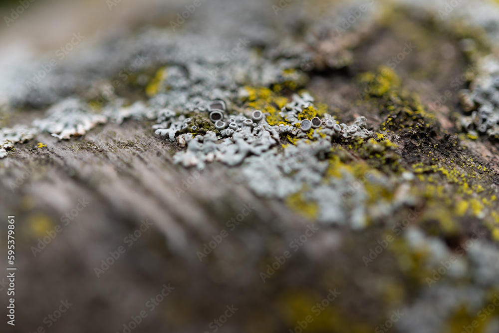 lichen on the bark of a cherry tree close up lichen on the bark of a cherry tree close up