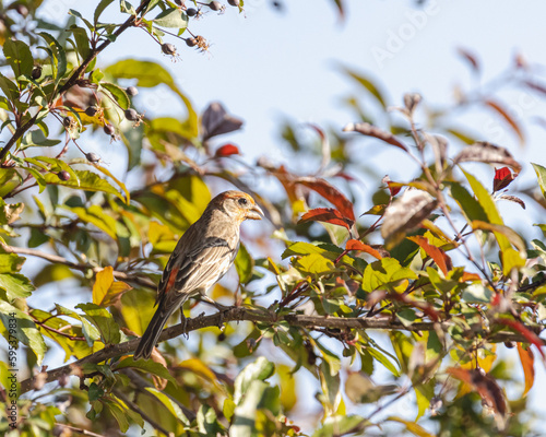 Male House Finch perched in a plum tree in summer