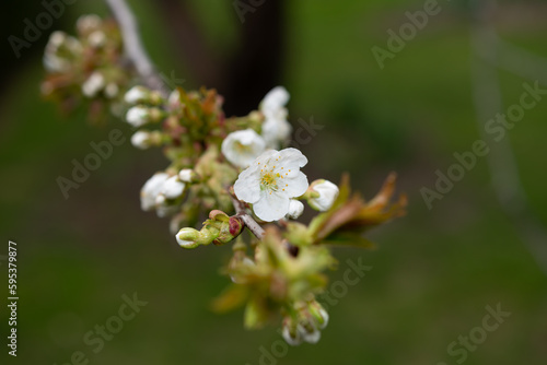 Prunus or cherry blossoms emerging from flower buds - strobe light effect - macro lens, particular focus