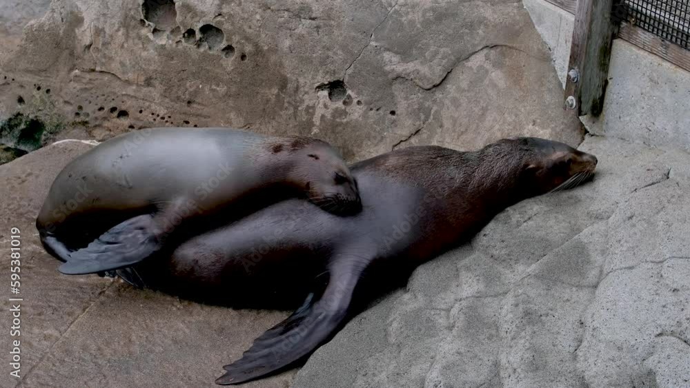 northern fur seal eared seals small cub climbs on his mother looking for breasts wants milk seals rest on the shore family relationships between animals mammals Vancouver Aquarium, BC, Canada northern fur seal eared seals small cub climbs on his mother looking for breasts wants milk seals rest on the shore family relationships between animals mammals Vancouver Aquarium, BC, Canada