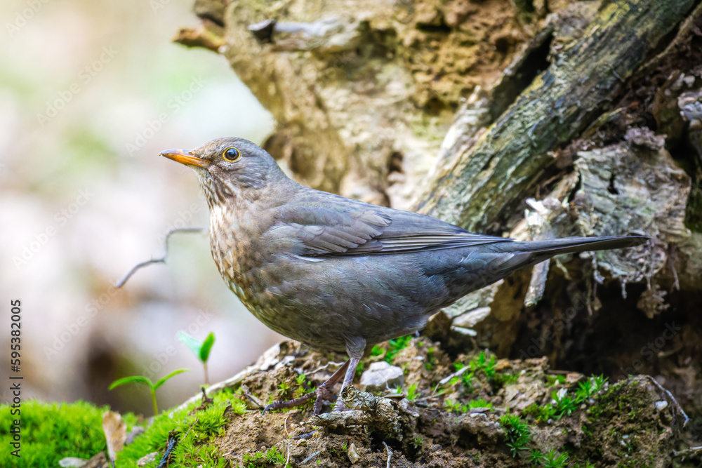 Female Blackbird (turdus merula) standing on the ground with sunlight on the left Female Blackbird (turdus merula) standing on the ground with sunlight on the left