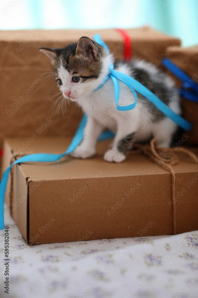 Fototapeta premium Little kitten, blue ribbon, cat, for greetings, portrait, photo, background, wallpaper for presentations, gifts, greetings, day, holiday,cat in box