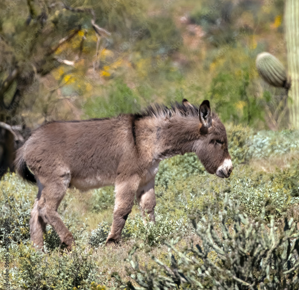 Wild burros in the desert just North of Phoenix Arizona Wild burros in the desert just North of Phoenix Arizona