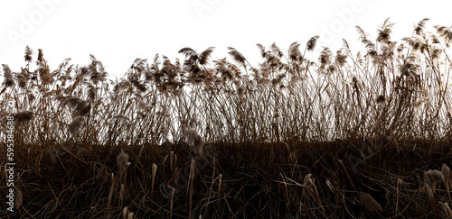 reeds blown by the wind against the light and isolated photo