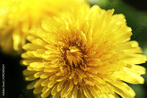 A macro photo of a yellow dandelion