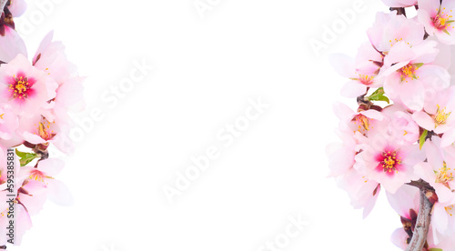 Wallpaper Mural almond tree bloom Torontodigital.ca