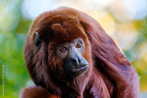 The Colombian red howler or Venezuelan red howler (Alouatta seniculus) photo