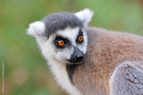 Close up shot of Ring-tailed lemur (lemur catta) © Edwin Butter