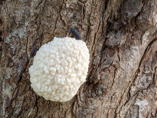 Enteridium lycoperdon (syn. Reticularia lycoperdon) aka False Puffball. April, UK. photo