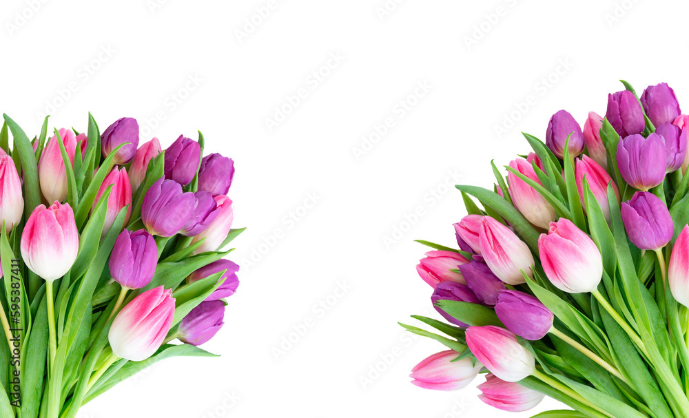 Fototapeta premium Pink fresh tulips