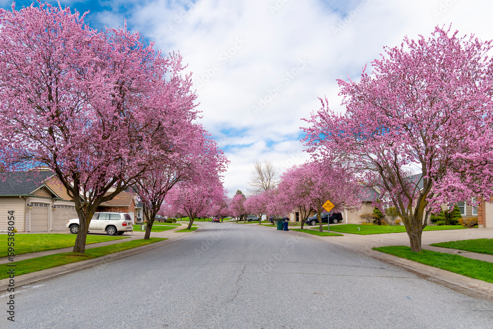 A neighborhood subdivision of homes with Spring colors of pink on the wide treelined street in the rural city Coeur d'Alene, Idaho, USA.