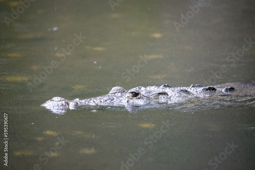 Morelet's crocodile in water