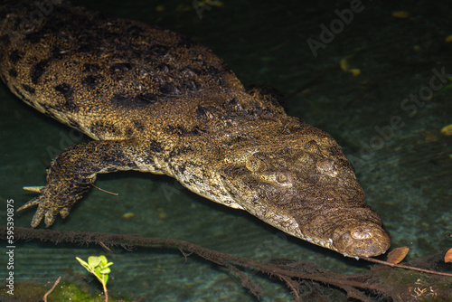 Morelet's crocodile in water
