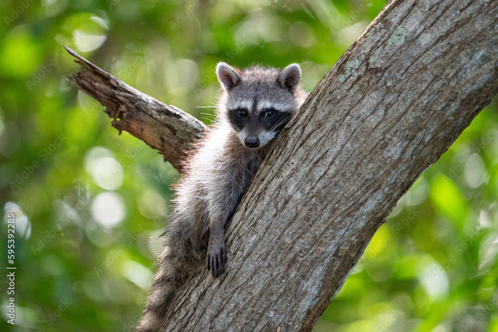 Obraz premium Common raccoon