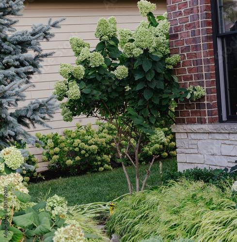 Εκτύπωση καμβά A Florist's choice Beautiful lime green limelight hydrangea bush in full bloom with Little lime hydrangeas in the background and Japanese forest grass with Incrediball hydrangeas in the foreground