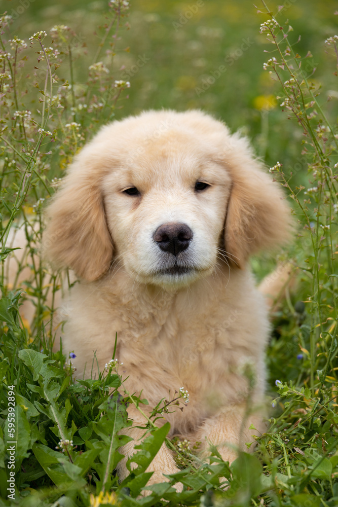 golden retriever labrador puppy in grass