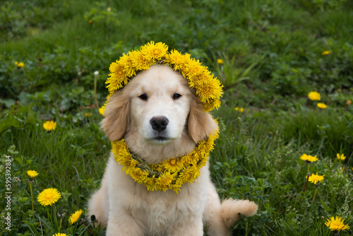 Golden retriever puppy sitting in the grass with a wreath of dandelions 
