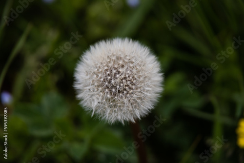 dandelion in the grass