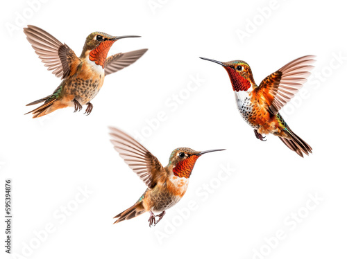 Set of Three of The Beautiful Endangered Rufous Hummingbird - Selasphorus Rufus - Isolated on a White Background - Generative AI. © Andy Dean