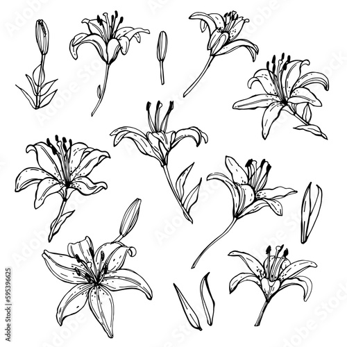 Lilies. A set of colors. Graphic drawing of flowers. Black outline. Template for a postcard. Floristry, nature, plants. Summer and beauty.