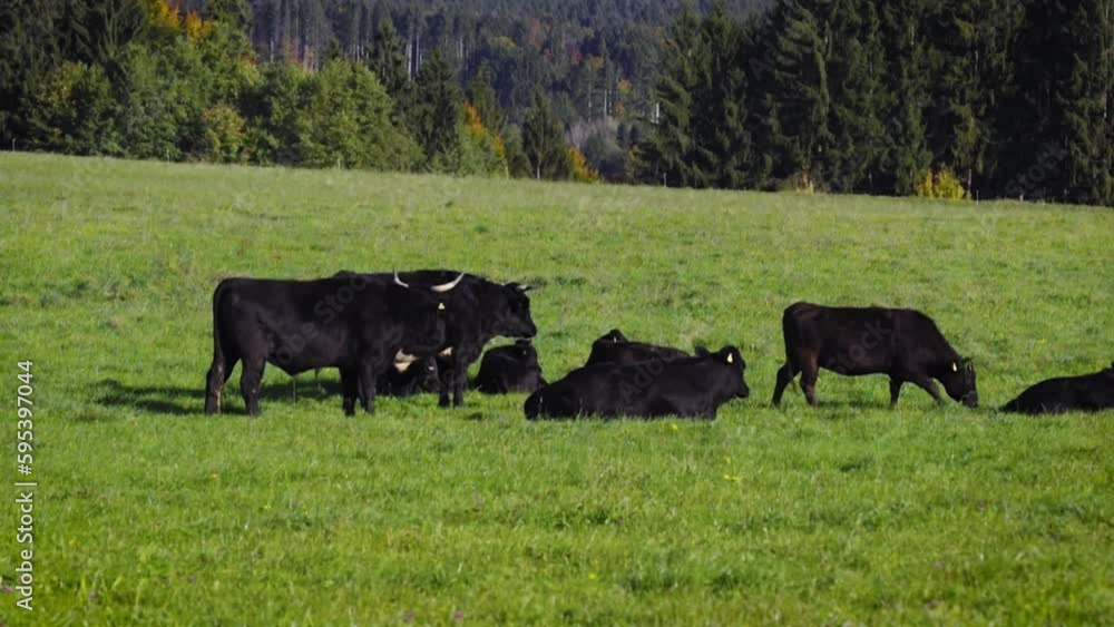 Black wagyu cow group is relaxing after morning feeding in lush green gras at the Bavarian Alps on a sunny day Black wagyu cow group is relaxing after morning feeding in lush green gras at the Bavarian Alps on a sunny day