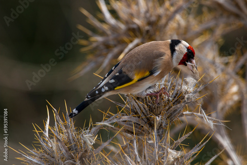 European goldfinch eating seeds. A bird with many colors like brown black white red yellow is on a dry thorn and eats its seeds. Carduelis carduelis. photo