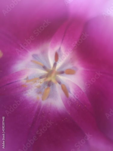 Tulpe 