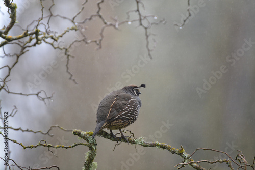 California Quail perched on a branch against a rainy and blurry background.